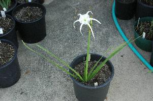 Hymenocallis sonorensis (c) copyright 2007 by Shields Gardesn Ltd.  All rights reserved.