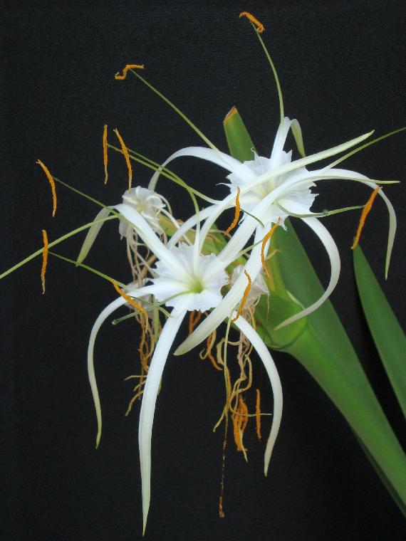 Hymenocallis sonorensis (c) copyright 2010 by Mariano Saviello.  Reproduced by permission.