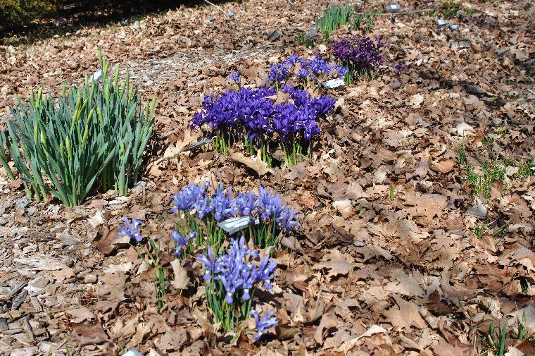 Iris reticulata varieties (c) copyright 2010 by Shields Gardens Ltd.  All rights reserved.