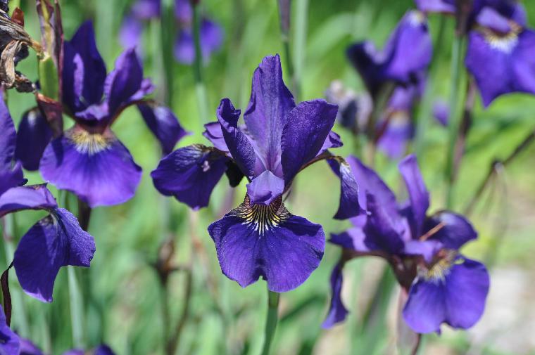 Iris sanguinea Kamyama (c) copyright 2010 by Shields Gardens Ltd.  All rights reserved.