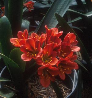 Clivia 'Jean Delphine'  (c) copyright 2009 by Shields Gardens Ltd.  All rights reserved.