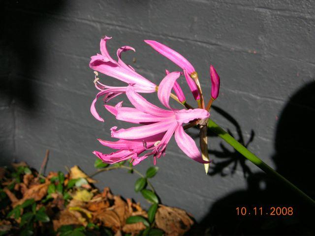 Nerine in bloom (c) copyright 2008 by John Weagle. Reproduced by permission.