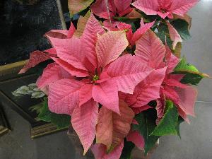 Poinsettia (c) copyright 2009 by Shields Gardens Ltd.  All rights reserved.