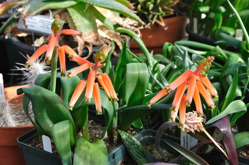 Lachenalia bulbifera (c) copyright 2013 by James E. Shields.  All rights reserved.