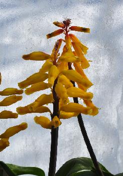 Lachenalis hybrid (c) copyright Shields Gardens Ltd.  All rights reserved.