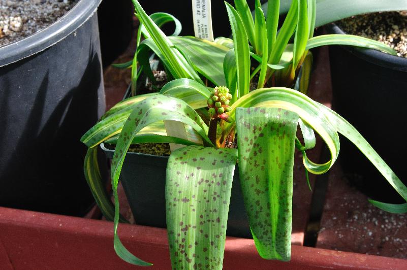 Lachenalia hybrid #2 (c) copyright 2013 by James E. Shields.  All rights reserved.