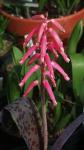 Lachenalia rubida rubrum (c) copyright 2006 by Shields Gardens Ltd.  All rights reserved.