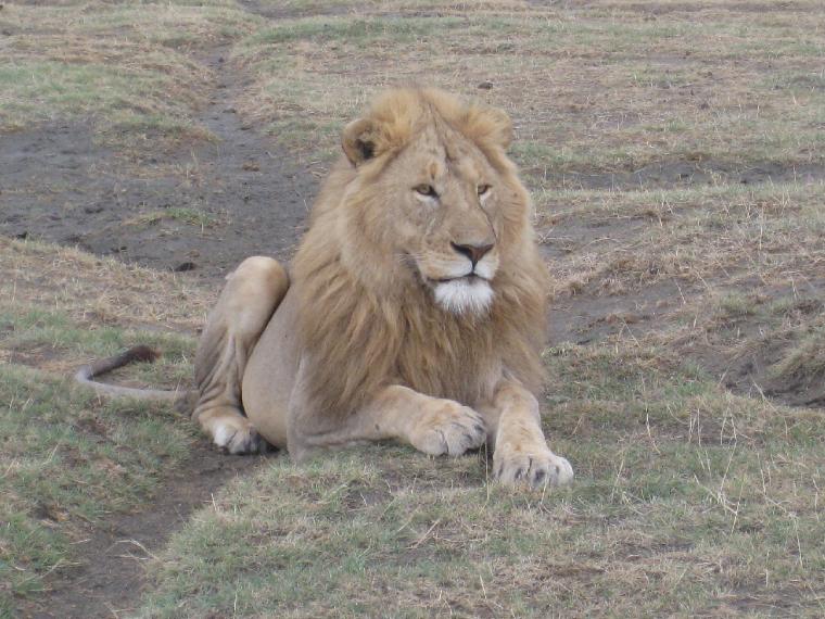 Male Lion in Ngorongoro Crater.  (c) Copyright 2012 by James E. Shields.  All rights reserved.