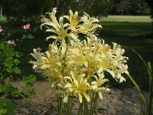 Lycoris caldwellii (c) copyright 2009 by Shields Gardens Ltd.  All rights reserved.