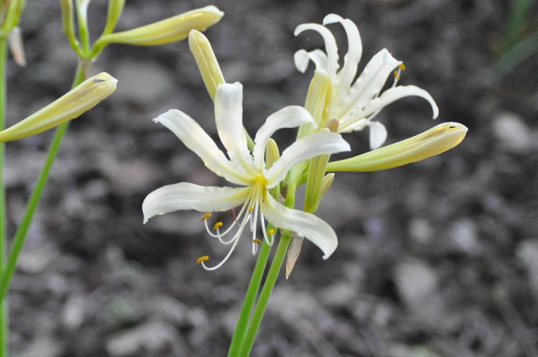 Lycoris caldwellii (c) Copyright 2011 by James E. Shields.  All rights reserved.