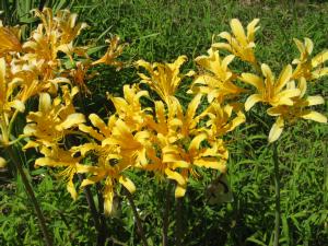 Lycoris chinensis (c) copyright 2007 by Shields Gardens Ltd.  All rights reserved.