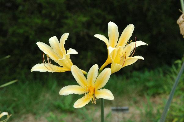 Lycoris chinensis (c) copyright 2008 by Shields Gardens Ltd.  All rights reserved.