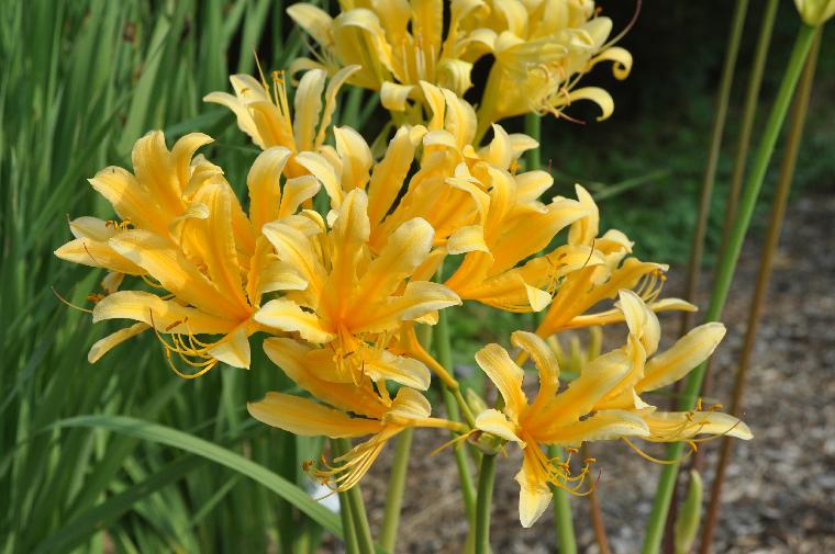 Lycoris chinensis (c) copyright 2010 by Shields Gardens Ltd.  All rights reserved.