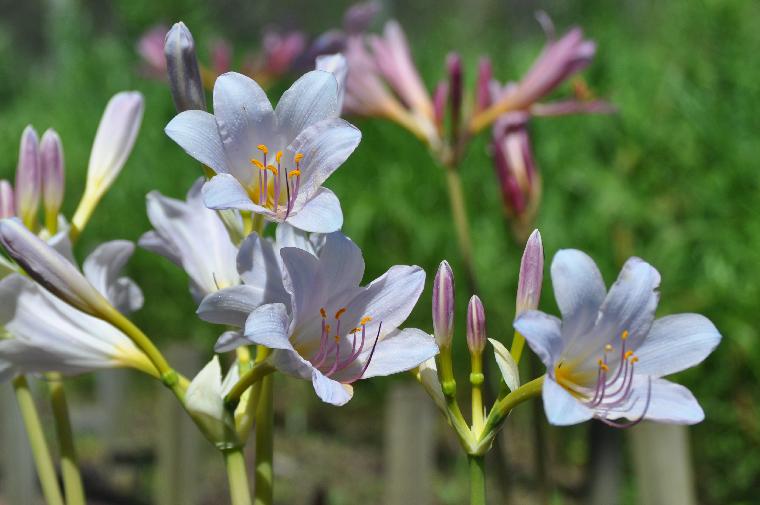 Lycoris longituba Blue Hybrid (c) copyright 2011 by James E. Shields.  All rights reserved.