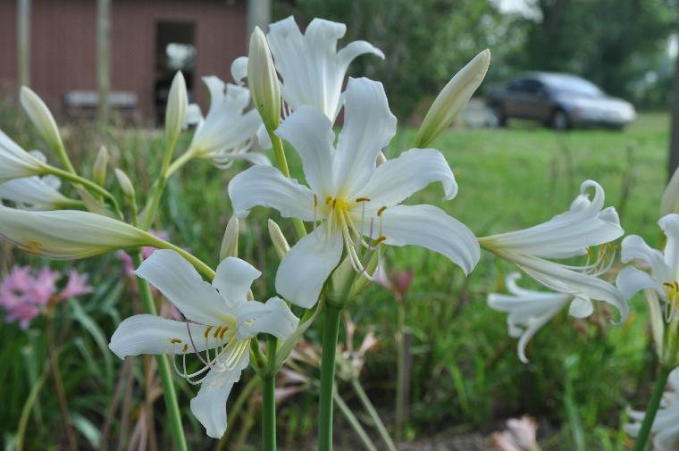 Lycoris longituba (c) copyright 2010 by Shields Gardens Ltd.  All rights reserved.