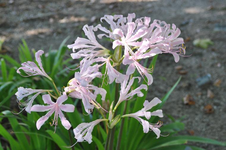 Lycoris [longituba x rosea] (c) Copyright 2011 by James E. Shields.  All rights reserved.