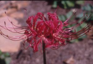 Lycoris radiata radiata (c) copyright 2000 by Shields Gardens Ltd.  All rights reserved.