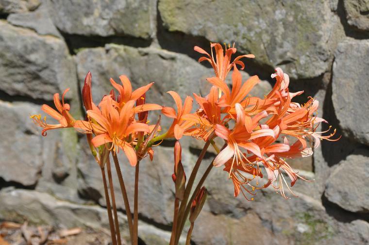 Lycoris sanguinea var. kiusiana (c) copyright 2011 by James E. Shields.  All rights reserved.