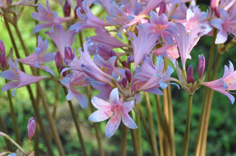 Lycoris sprengeri #703.A (c) Copyright 2011 by James E. Shields.  All rights reserved.