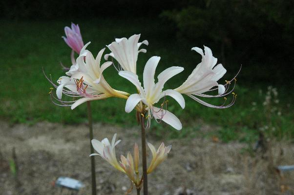 Lycoris [sprengeri x chinensis] (c) copyright 2008 by Shields Gardens Ltd.  All rights reserved.