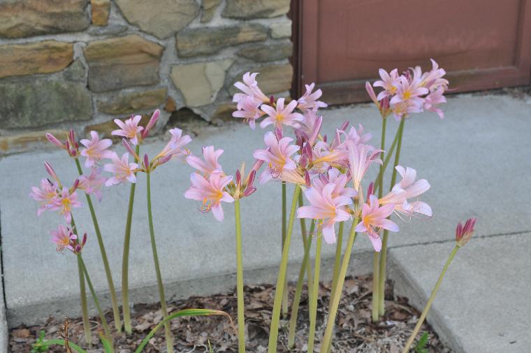 Lycoris squamigera (c) copyright 2011 by James E. Shields.  All rights reserved.