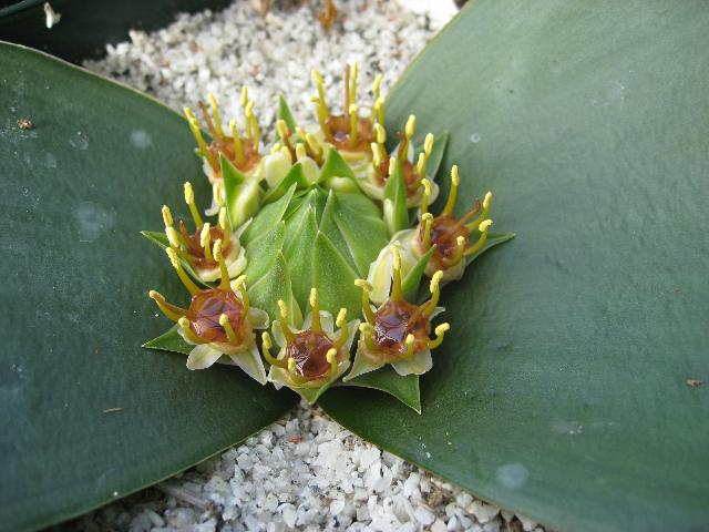 Massonia echinata closeup (c) copyright 2009 by Shields Gardens Ltd.  All rights reserved.