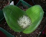 Massonia sp. cf. depressa (c) copyright 2007 by Shields GArdens Ltd.  All rights reserved.