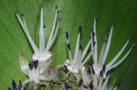 Massonia sp. cf. depressa flowers (c) copyright 2007 by Shields GArdens Ltd.  All rights reserved.