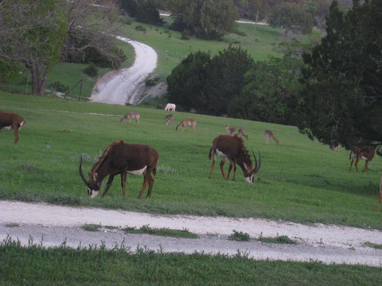 Mixed Herd of Antelope and Deer.  (c) copyright 2012 by Brian Strother.