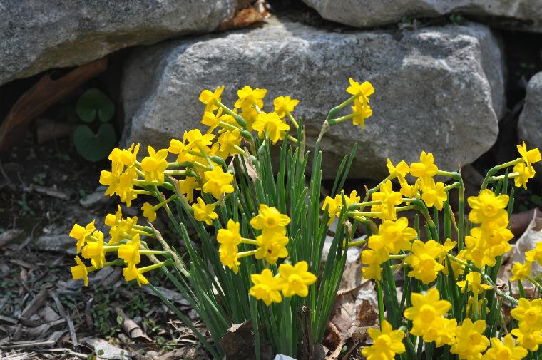 Narcissus calcicola (c) copyright James E. Shields.  All rights reserved.