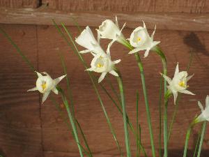 Narcissus cantabricus foliosus (c) copyright 2009 by Shields Gardens Ltd.  All rights reserved.