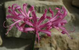 Nerine bowdenii 'Koen's Hardy' (c) copyright 2006 by Shields Gardens Ltd.  All rights reserved.