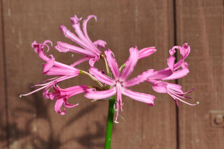 Nerine bowdenii Koen's Hardy (c) copyright 2010 by Shields Gardens Ltd.  All rights reserved.