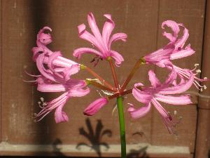 Nerine bowdenii 'Koen's Hardy' (c) copyright 2009 by Shields Gardens Ltd.  All rights reserved.