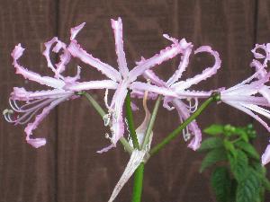 Nerine bowdenii 