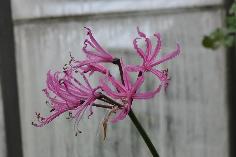 Nerine bowdenii wellsii (c) 2012 by James E. Shields.  All rights reserved.