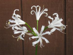 Nerine bowdenii white form (c) copyright 2009 by Shields Gardens Ltd.  All rights reserved..