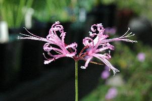 Nerine filamentosa (c) copyright 2007 by Shields Gardens Ltd.  All rights reserved.