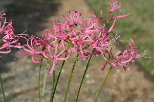 Nerine filifolia (c) copyright 2007 by Shields Gardens Ltd.  All rights reserved.