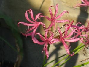 Nerine [filamentosa x krigei] (c) copyright 2009 by Shields Gardens Ltd.  All rights reserved.