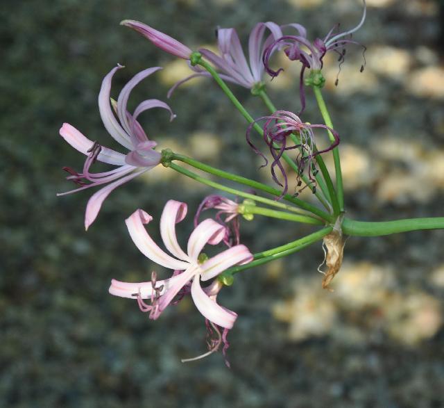 Nerine forbesii (c) copyright 2010 by Shields Gardens Ltd.  All rights reserved.