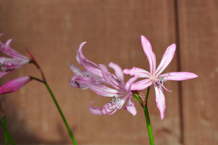 Nerine humilis (c) copyright 2010 by Shields Gardens Ltd.  All rights reserved.
