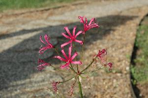 Nerine krigei (c) Copyright 2007 by Shields Gardens Ltd.  All rights reserved.