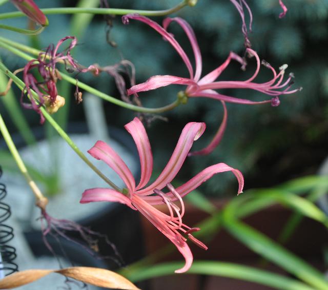 Nerine laticoma (c) copyright 2010 by Shields Gardens Ltd.  All rights reserved.