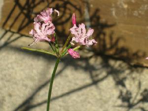 Nerine masoniorum (c) copyright 2009 by Shields Gardens Ltd.  All rights reserved.