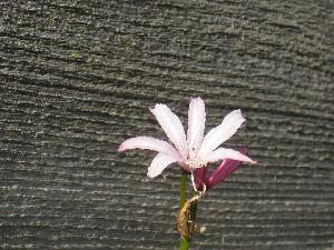 Nerine platypetala (c) copyright 2009 by Shields Gardens Ltd.  All rights reserved.