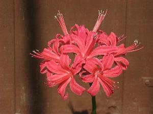 Nerine sarniensis 'Dame Alice Godman'(c) copyright 2009 by Shields Gardens Ltd.  All rights reserved.