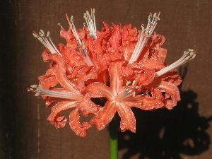 Nerine sarniensis 'Exbury Renoir' (c) copyright 2009 by Shields Gardens Ltd.  All rights reserved.