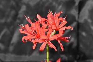Nerine sarniensis 'Garnet Glory' (c) copyright 2011 by James E. Shields.   All rights reserved.