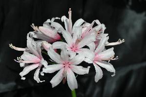 Nerine sarniensis 'Inchmery Kate' (c) copyright 2011 by James E. Shields.   All rights reserved.
